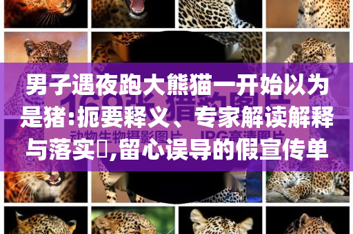 男子遇夜跑大熊貓一開始以為是豬:扼要釋義、專家解讀解釋與落實(shí)?,留心誤導(dǎo)的假宣傳單