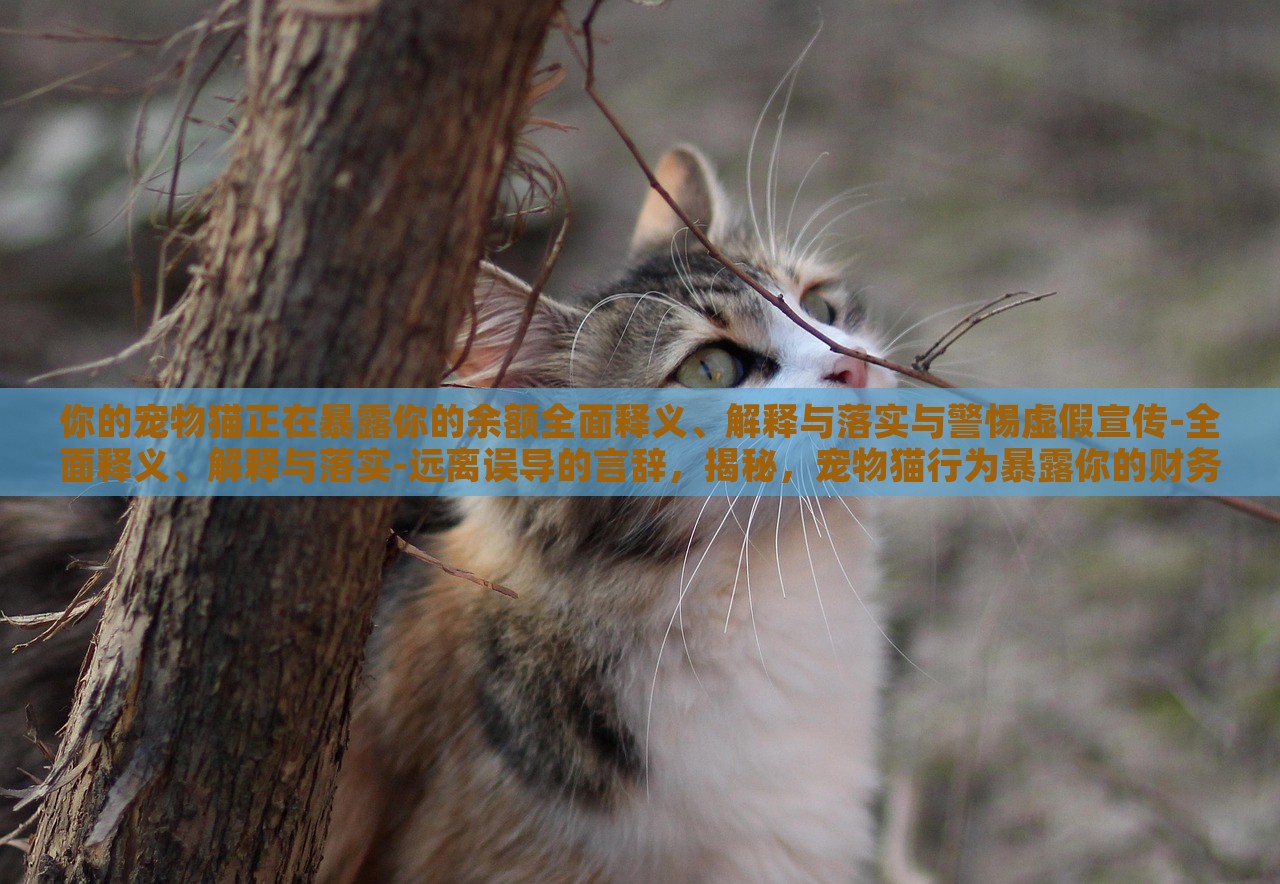 你的宠物猫正在暴露你的余额全面释义、解释与落实与警惕虚假宣传-全面释义、解释与落实-远离误导的言辞，揭秘，宠物猫行为暴露你的财务秘密，警惕虚假宣传陷阱