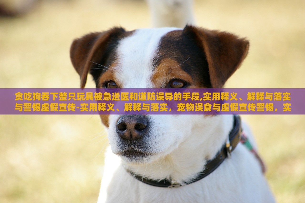 贪吃狗吞下整只玩具被急送医和谨防误导的手段,实用释义、解释与落实与警惕虚假宣传-实用释义、解释与落实，宠物误食与虚假宣传警惕，实用指南与案例分析