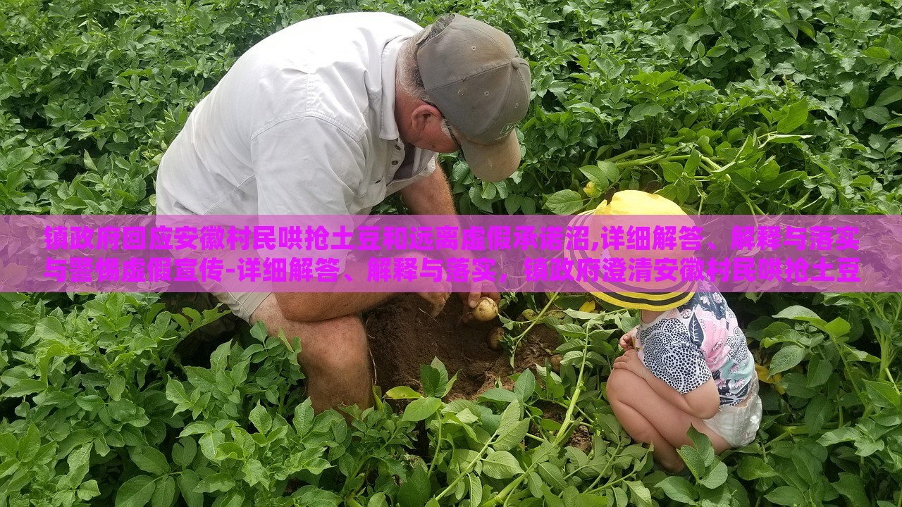 镇政府回应安徽村民哄抢土豆和远离虚假承诺沼,详细解答、解释与落实与警惕虚假宣传-详细解答、解释与落实，镇政府澄清安徽村民哄抢土豆事件，揭秘虚假承诺真相与防范宣传误导