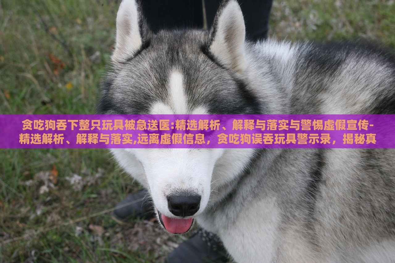 贪吃狗吞下整只玩具被急送医:精选解析、解释与落实与警惕虚假宣传-精选解析、解释与落实,远离虚假信息，贪吃狗误吞玩具警示录，揭秘真相与抵制虚假宣传